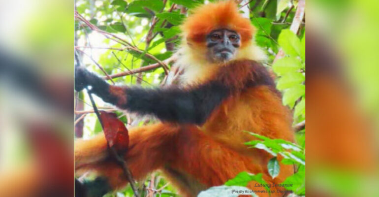 CITES Convention Day: Conservation Efforts by IPB University Researchers, and a New Species Discovery