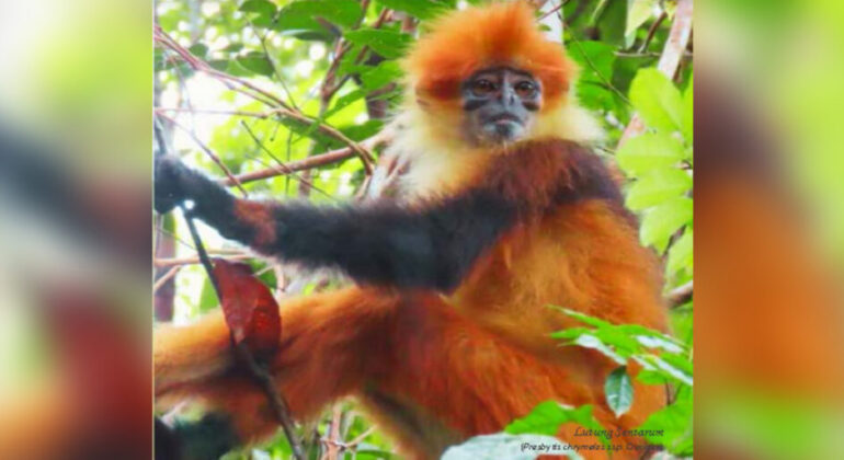 CITES Convention Day: Conservation Efforts by IPB University Researchers, and a New Species Discovery