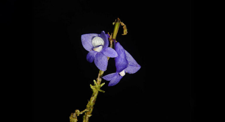 IPB University Plant Conservationist: Raja Ampat Blue Orchid, an Endangered Rare Gem