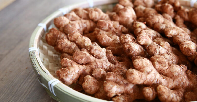 Professor of IPB University’s Faculty of Agriculture: Ginger Emprit, the Spicy Little One for Herbal Industry