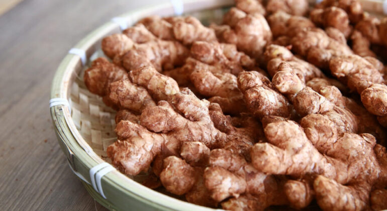 Professor of IPB University’s Faculty of Agriculture: Ginger Emprit, the Spicy Little One for Herbal Industry