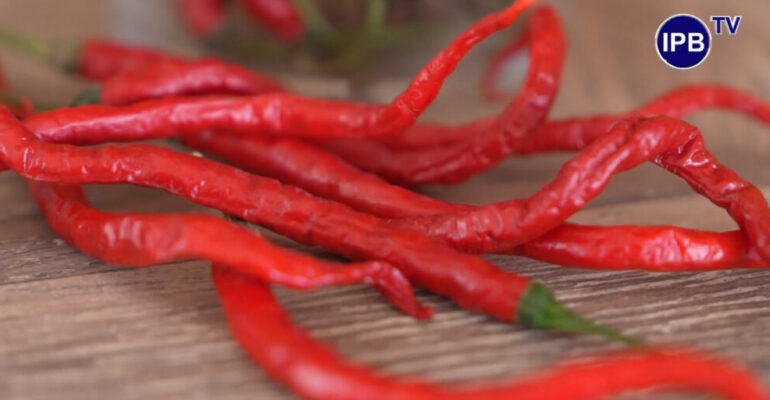 IPB University Launches Virus-Resistant Curly Chili, a Solution to Curly Yellow Disease