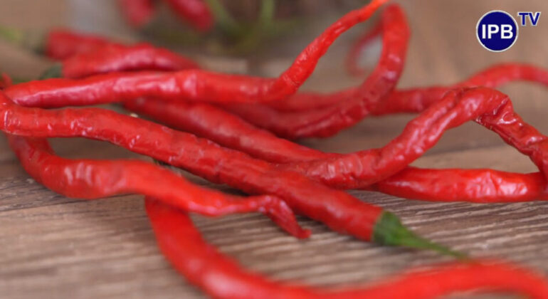 IPB University Launches Virus-Resistant Curly Chili, a Solution to Curly Yellow Disease