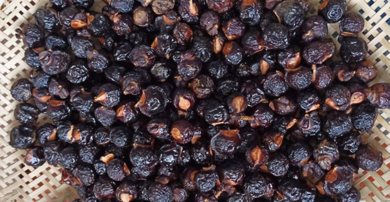 IPB University Professor: Lerak Fruit Extract Effectively Reduces Methane Emissions and Increases Livestock Weight