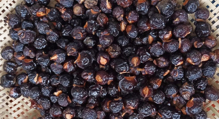 IPB University Professor: Lerak Fruit Extract Effectively Reduces Methane Emissions and Increases Livestock Weight