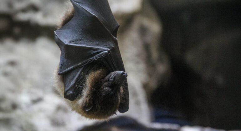 Bats Nesting on the Roof of the House? IPB University Expert Warns of Zoonotic Disease Threats