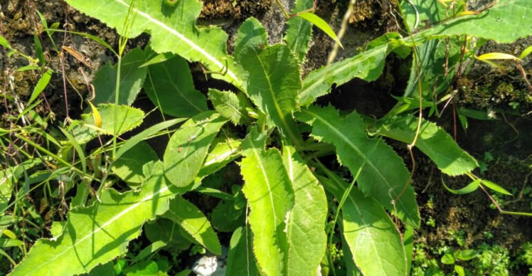 IPB University Biofarmaka Expert Reveals the Benefits of Tempuyung, Ranging from Kidney Stone Dissolver, Antioxidant, to Anti-inflammatory