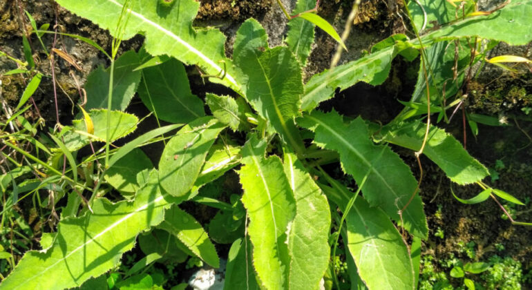 IPB University Biofarmaka Expert Reveals the Benefits of Tempuyung, Ranging from Kidney Stone Dissolver, Antioxidant, to Anti-inflammatory