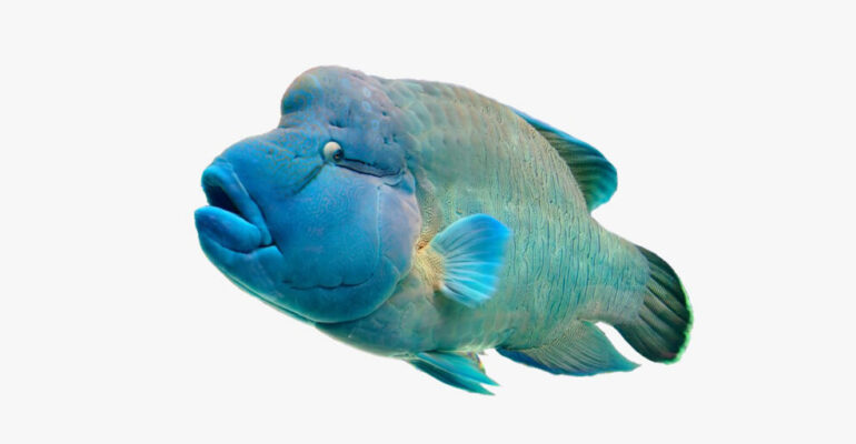 IPB University Marine Biologist Reveals Napoleon Fish Threatened by Mining Activities