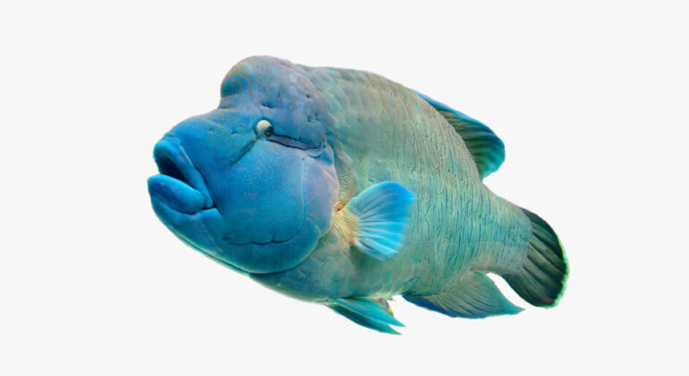 IPB University Marine Biologist Reveals Napoleon Fish Threatened by Mining Activities
