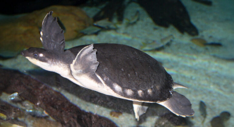 IPB University Researchers Uncover Movement Patterns of the Endangered Pig-snouted Tortoise in Kao River Papua