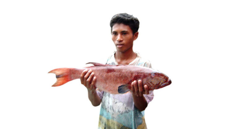 Mining Threatens Raja Ampat Grouper Ecosystem, IPB Marine Science Professor Warns of Impacts