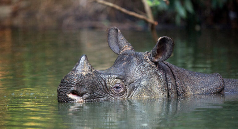 IPB University Conservationist: Javan Rhinos, Indonesia’s Only Biodiversity in the World