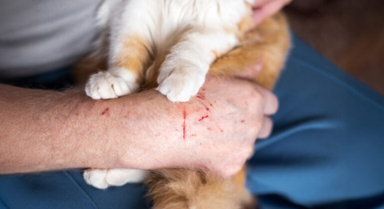 Can Cat Scratches Transmit Rabies? Doctor of IPB University Explains First Aid Measures