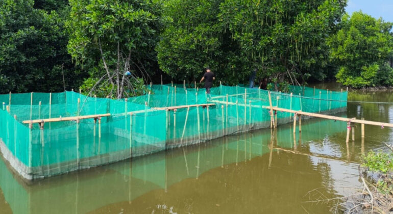 IPB University Applies Wanamina Technology to Crab Farming in Muara Gembong