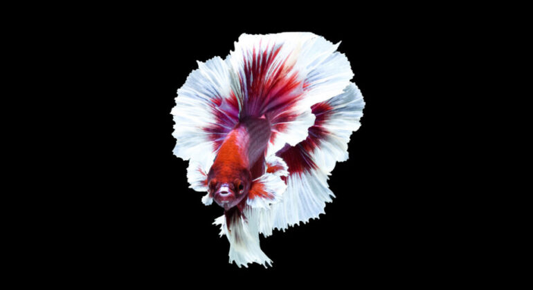 Job Market Becoming Increasingly Difficult, IPB University Lecturer: Betta Fish Farming Offers Promising Opportunities