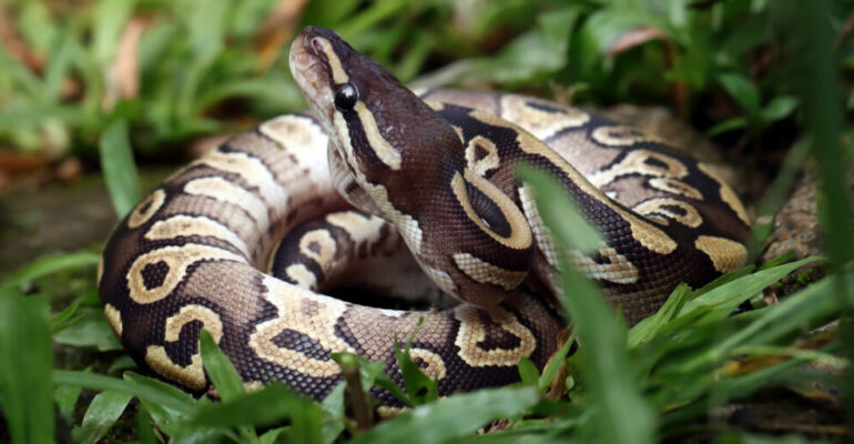 IPB University Expert Reveals Key Factors in Python-Human Conflict