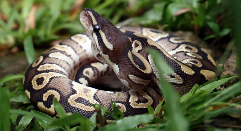 IPB University Expert Reveals Key Factors in Python-Human Conflict