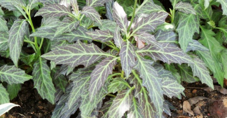 IPB University Expert Reveals Great Potential of Daun Dewa as a Leading Herbal Commodity