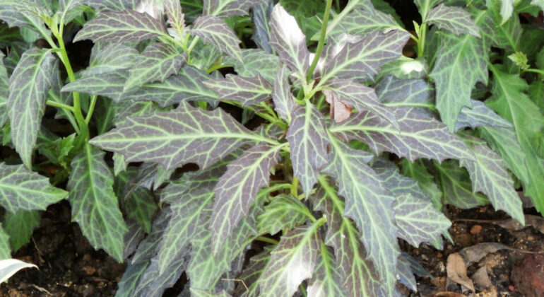 IPB University Expert Reveals Great Potential of Daun Dewa as a Leading Herbal Commodity