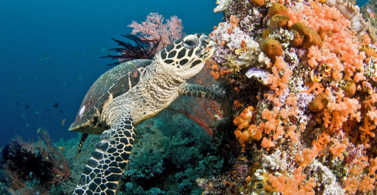 IPB Researchers: Indonesian Sea Turtles Have Unique Genetic Fingerprints, Leading to More Precise Conservation Efforts
