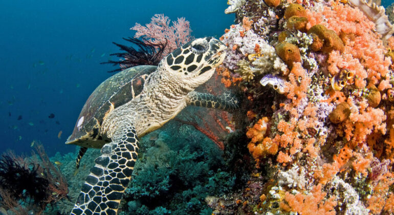 IPB Researchers: Indonesian Sea Turtles Have Unique Genetic Fingerprints, Leading to More Precise Conservation Efforts