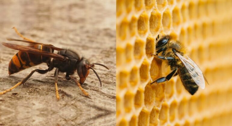 IPB University Researcher: Wasps Are More Dangerous Than Bees, Here’s the Scientific Reason