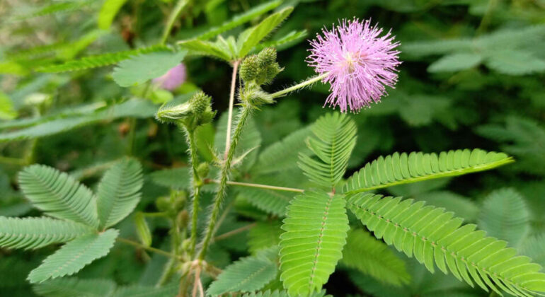 Sensitive plant Has Great Potential, IPB University Expert Reveals Active Compounds
