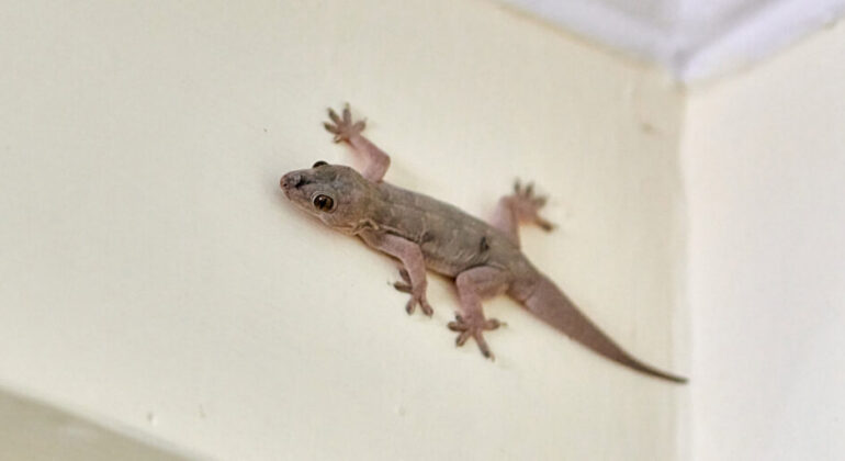 Often Considered Pests, IPB University Experts Reveal the Benefits and Risks of Geckos in the Home