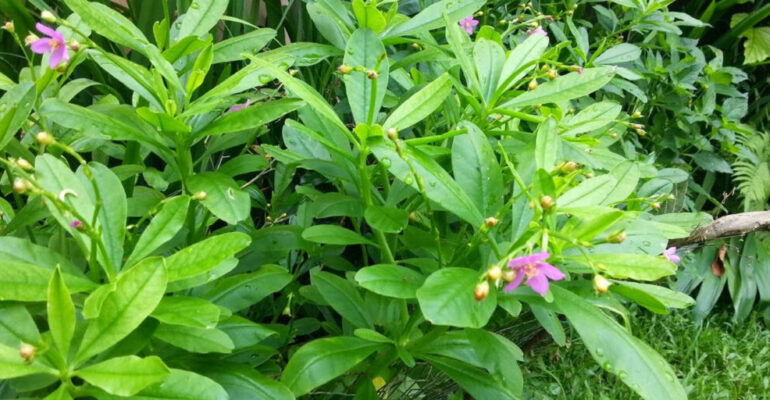 Not Just for Health, IPB University Researchers Reveal the Potential of Javanese Ginseng for the Cosmetics Industry