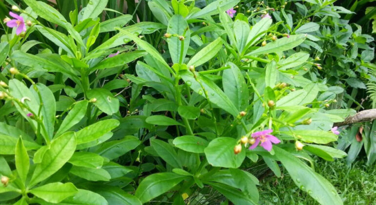 Not Just for Health, IPB University Researchers Reveal the Potential of Javanese Ginseng for the Cosmetics Industry