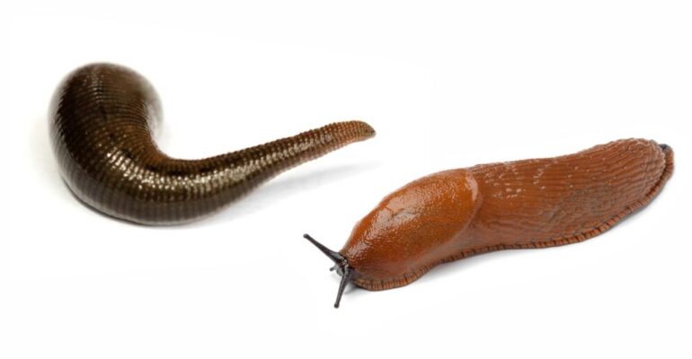 Many People Mistake Leeches for Shell-less Snails, IPB University Lecturer Explains the Difference