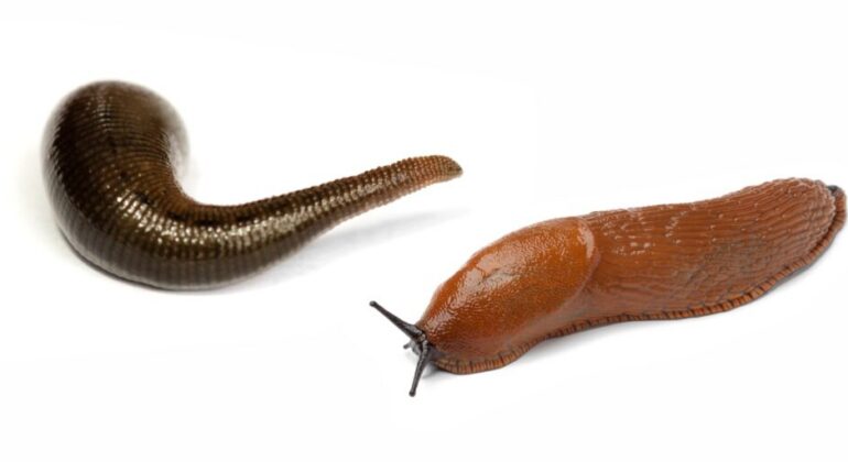 Many People Mistake Leeches for Shell-less Snails, IPB University Lecturer Explains the Difference