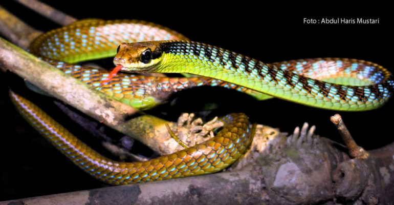 Javanese Rope Snake