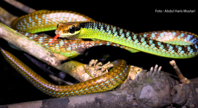 Javanese Rope Snake