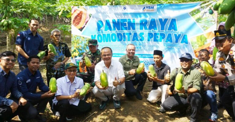National Farmers’ Day, IPB University, YBM BRILiaN, and Farmers Hold Calina Papaya Harvest Festival