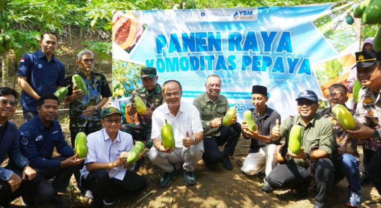 National Farmers’ Day, IPB University, YBM BRILiaN, and Farmers Hold Calina Papaya Harvest Festival