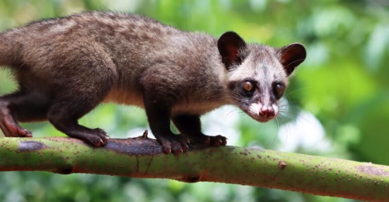 Wildlife Ecology Expert at IPB University: The Fragrance of Pandan Luwak Civets is a Sign of Forest Life