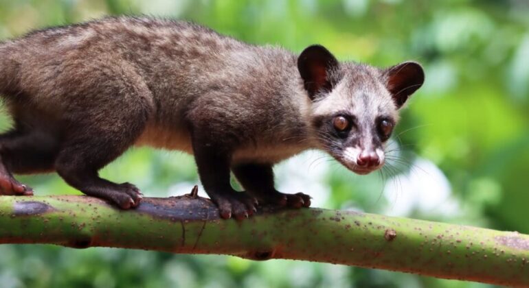 Wildlife Ecology Expert at IPB University: The Fragrance of Pandan Luwak Civets is a Sign of Forest Life