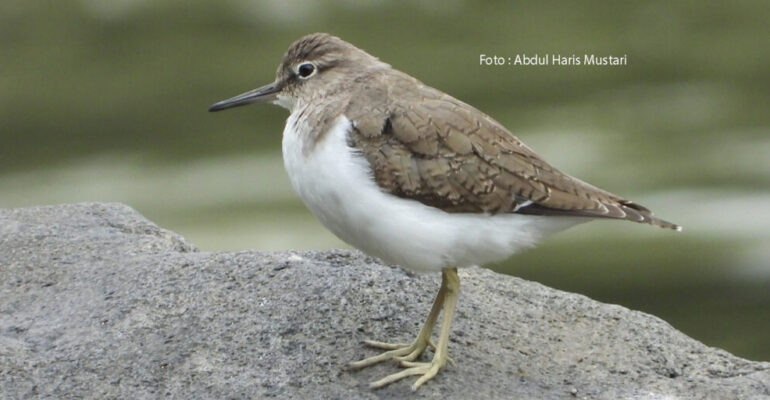 Common Sandpiper