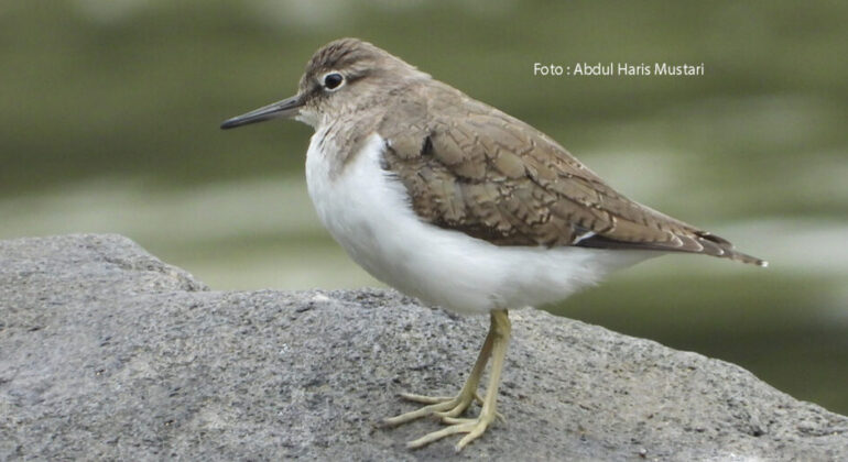 Common Sandpiper