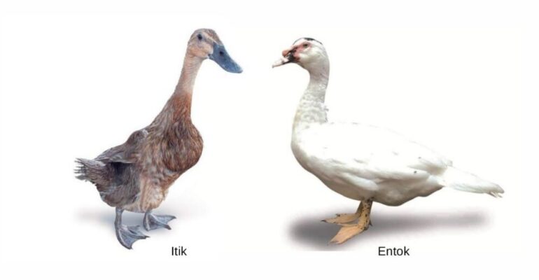 Ducks and Muscovy Ducks: Two Similar but Different Waterfowl