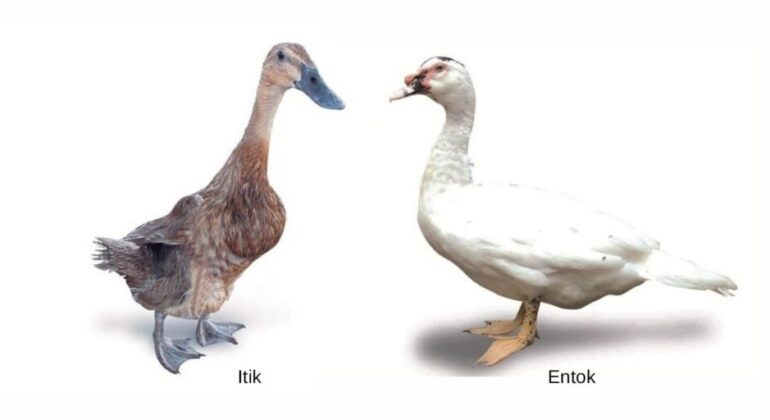 Ducks and Muscovy Ducks: Two Similar but Different Waterfowl