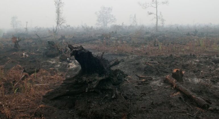 Peatland Fire Mitigation, Prof Muh Taufik Develops Ecohydrology Approach