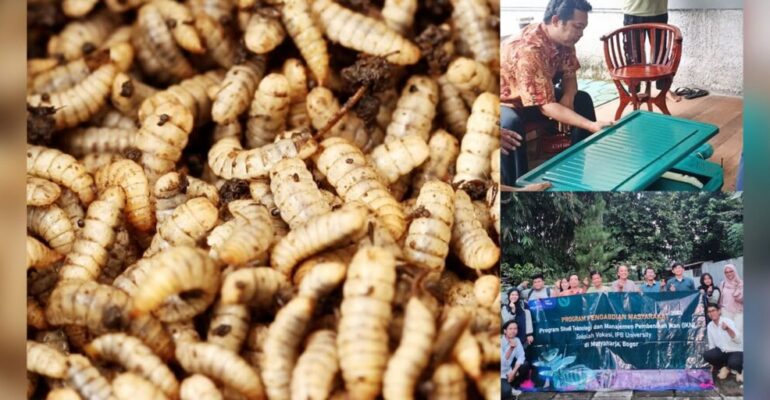 SV IPB University Lecturers Train Garuda Fish Farming Group Members in Maggot Cultivation Techniques