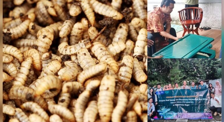 SV IPB University Lecturers Train Garuda Fish Farming Group Members in Maggot Cultivation Techniques