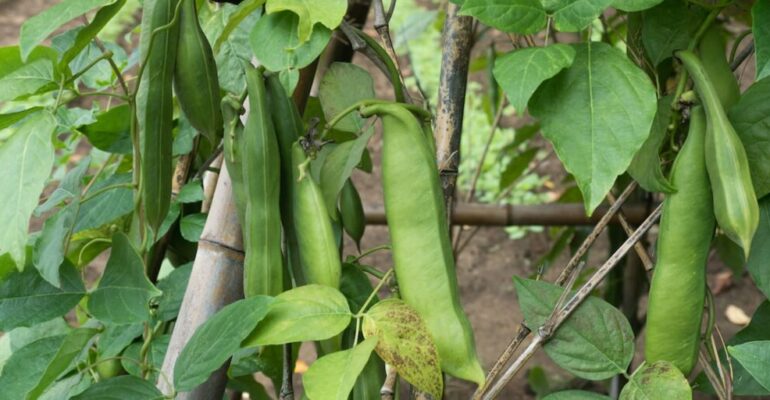 Koro Pedang Beans: Local Functional Food Ready to Become the New Favorite