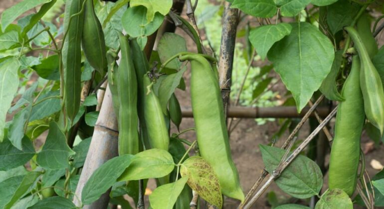 Koro Pedang Beans: Local Functional Food Ready to Become the New Favorite