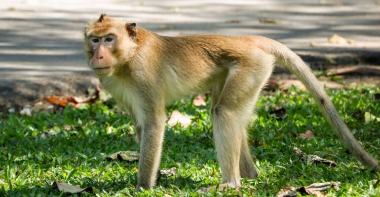 IPB University Expert Comments on Long-tailed Monkeys Entering Residential Areas