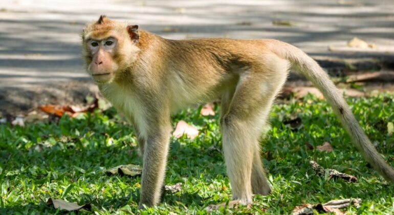 IPB University Expert Comments on Long-tailed Monkeys Entering Residential Areas